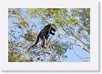 07-018 * Male Black Howler Monkey * Male Black Howler Monkey